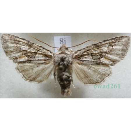 Dichonia convergens (Denis & Schiffermüller, 1775) Czech8j